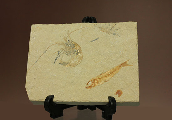 エビと魚が同居した、レバノン産ダブル化石標本
