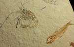 珍しい！エビと魚が同居した、レバノン産ダブル化石標本