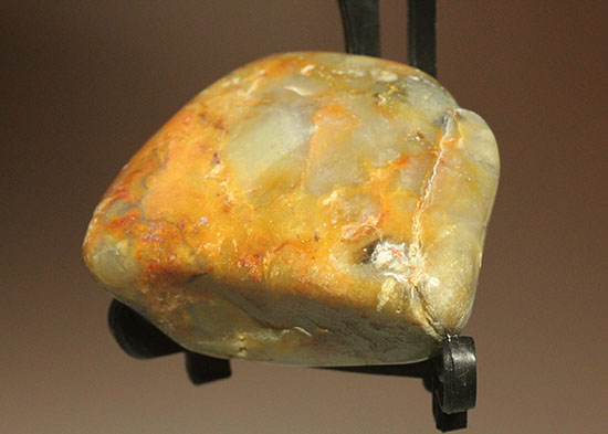 ウンチ化石ポリッシュ標本