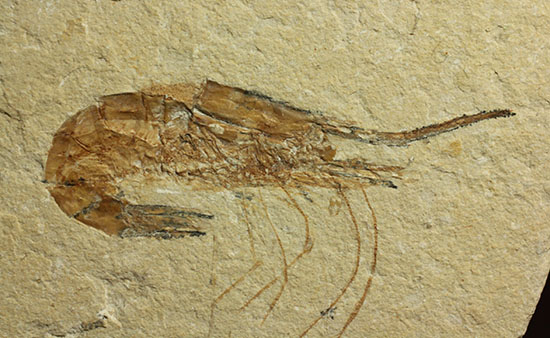 長い触覚が保存されたレバノン産エビ化石標本（その1）