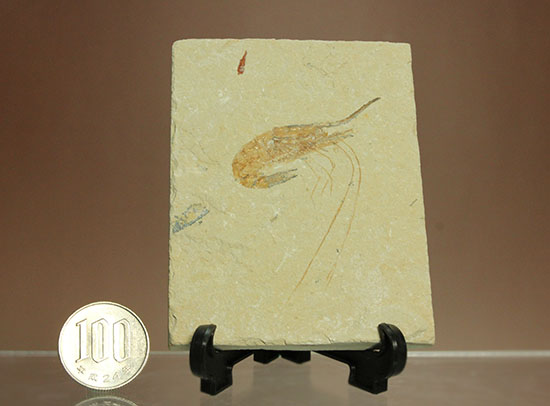 長い触覚が保存されたレバノン産エビ化石標本（その10）