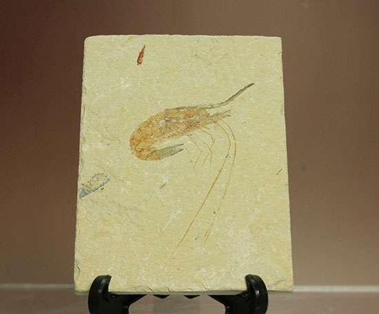 長い触覚が保存されたレバノン産エビ化石標本（その2）
