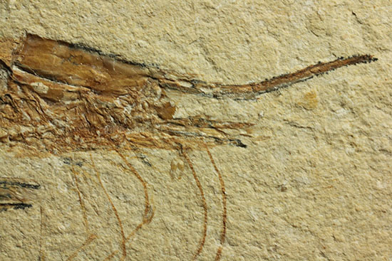 長い触覚が保存されたレバノン産エビ化石標本（その3）