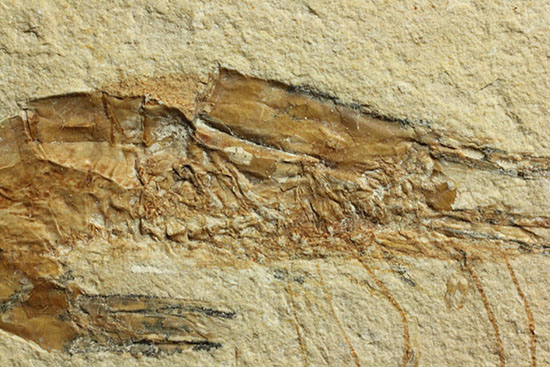 長い触覚が保存されたレバノン産エビ化石標本（その4）