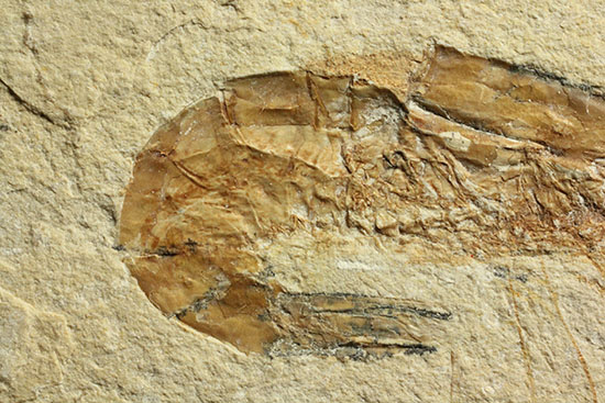 長い触覚が保存されたレバノン産エビ化石標本（その5）