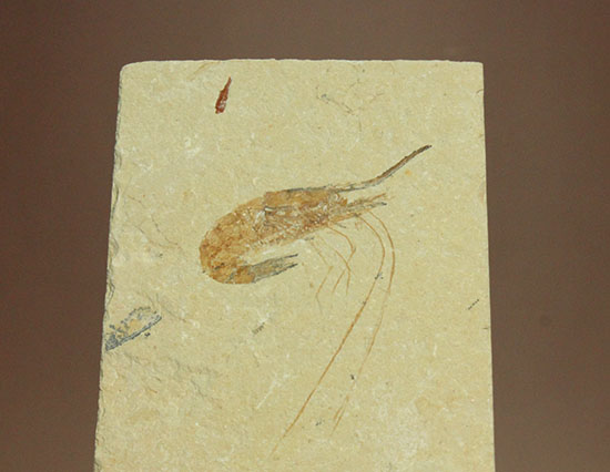 長い触覚が保存されたレバノン産エビ化石標本（その6）