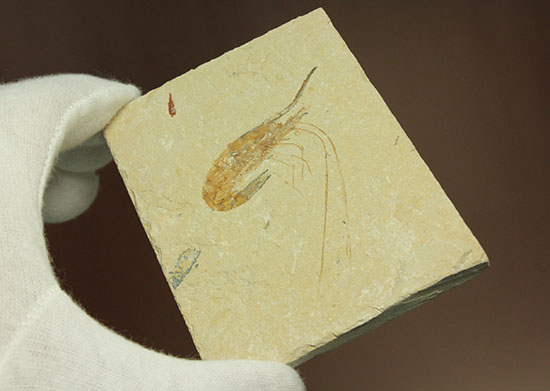 長い触覚が保存されたレバノン産エビ化石標本（その7）