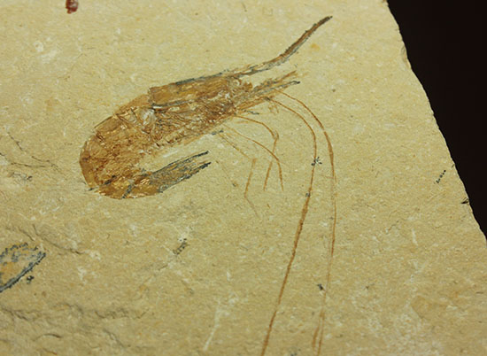 長い触覚が保存されたレバノン産エビ化石標本（その8）