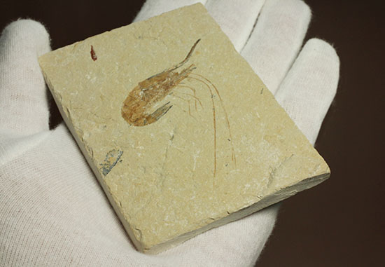 長い触覚が保存されたレバノン産エビ化石標本（その9）