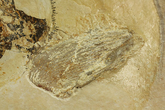 ゾルンフォーフェン産アンモナイト化石