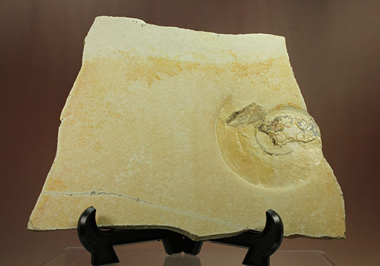 カラストンビ（顎器）の形跡あり！ゾルンフォーフェン産ペリスフィンクテス