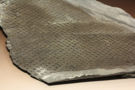 博物館級希少標本!3億年前石炭紀のうろこの木こと、レピトデンドロン(Lepidodendron) (その11)