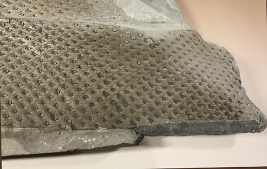 博物館級希少標本!3億年前石炭紀のうろこの木こと、レピトデンドロン(Lepidodendron) (その7)