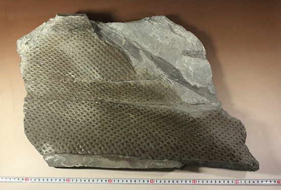博物館級希少標本!3億年前石炭紀のうろこの木こと、レピトデンドロン(Lepidodendron) (その9)