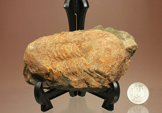 モロッコ産もあります!三葉虫イソテルス(Isotelus)(その9)