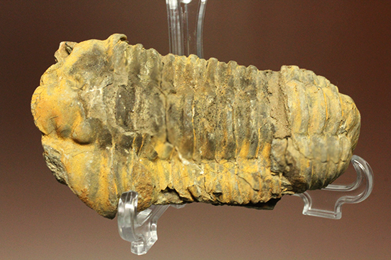 11cm大きなモロッコ産三葉虫カリメネ・ウーズレグイ(Calymene)(その1)