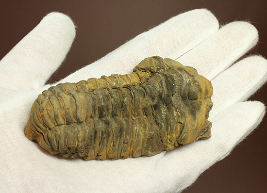 11cm大きなモロッコ産三葉虫カリメネ・ウーズレグイ(Calymene)(その10)