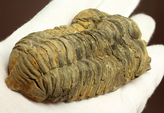 11cm大きなモロッコ産三葉虫カリメネ・ウーズレグイ(Calymene)(その12)