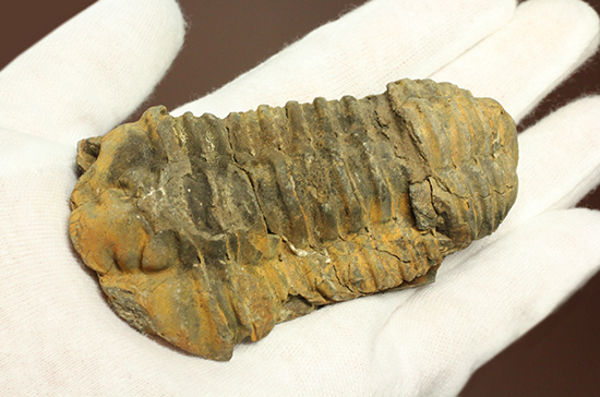 11cm大きなモロッコ産三葉虫カリメネ・ウーズレグイ(Calymene)(その13)
