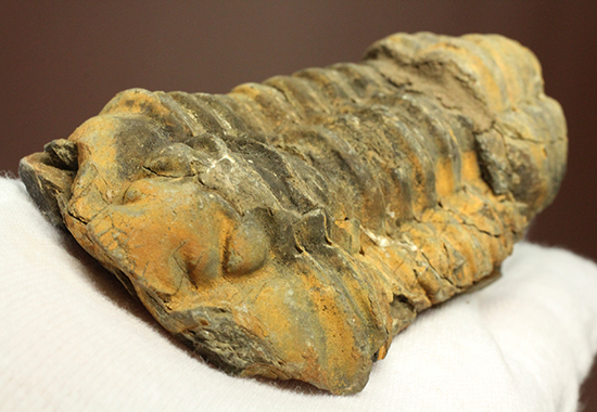 11cm大きなモロッコ産三葉虫カリメネ・ウーズレグイ(Calymene)(その14)