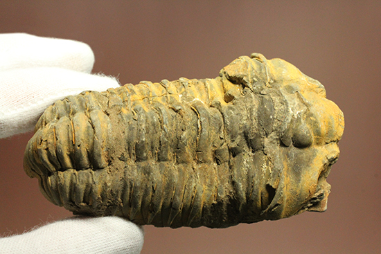11cm大きなモロッコ産三葉虫カリメネ・ウーズレグイ(Calymene)(その15)