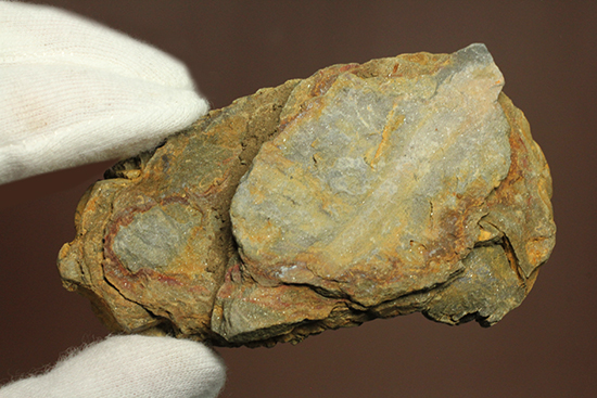 11cm大きなモロッコ産三葉虫カリメネ・ウーズレグイ(Calymene)(その16)