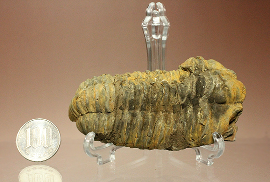 11cm大きなモロッコ産三葉虫カリメネ・ウーズレグイ(Calymene)(その17)