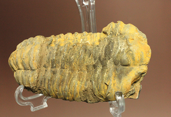 11cm大きなモロッコ産三葉虫カリメネ・ウーズレグイ(Calymene)(その2)