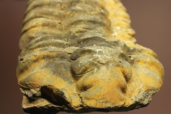 11cm大きなモロッコ産三葉虫カリメネ・ウーズレグイ(Calymene)(その7)
