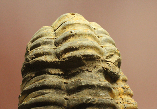 11cm大きなモロッコ産三葉虫カリメネ・ウーズレグイ(Calymene)(その9)