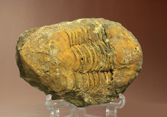 イソテルス三葉虫化石