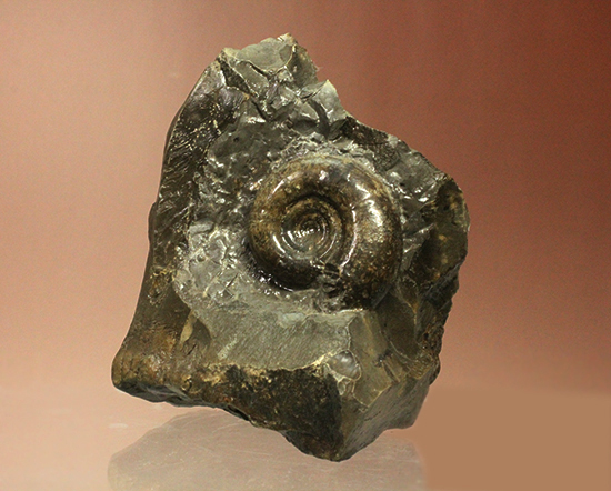 自立する北海道産アンモナイト(Ammonite)!ちょこっと置きに最適です。(その1)