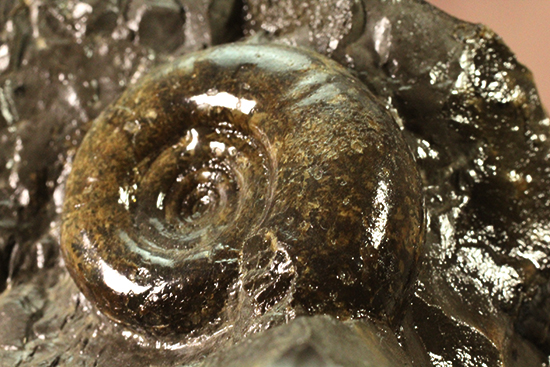 自立する北海道産アンモナイト(Ammonite)！ちょこっと置きに最適です。（その12）