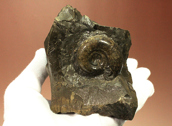 自立する北海道産アンモナイト(Ammonite)！ちょこっと置きに最適です。（その14）