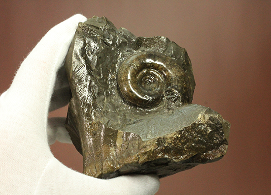 自立する北海道産アンモナイト(Ammonite)！ちょこっと置きに最適です。（その15）
