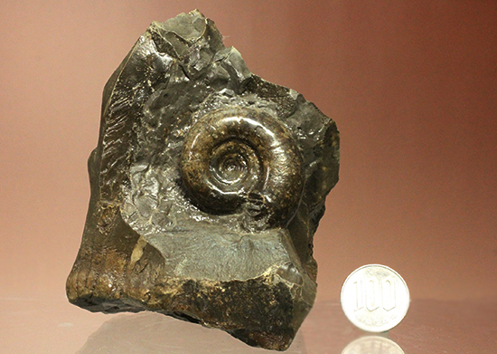 自立する北海道産アンモナイト(Ammonite)!ちょこっと置きに最適です。(その16)