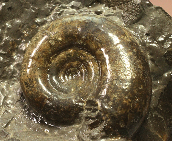 自立する北海道産アンモナイト(Ammonite)!ちょこっと置きに最適です。(その2)