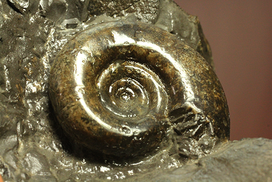 自立する北海道産アンモナイト(Ammonite)!ちょこっと置きに最適です。(その3)