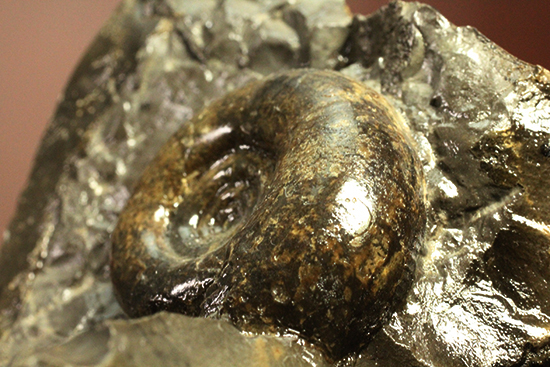 自立する北海道産アンモナイト(Ammonite)!ちょこっと置きに最適です。(その4)