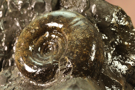 自立する北海道産アンモナイト(Ammonite)!ちょこっと置きに最適です。(その5)
