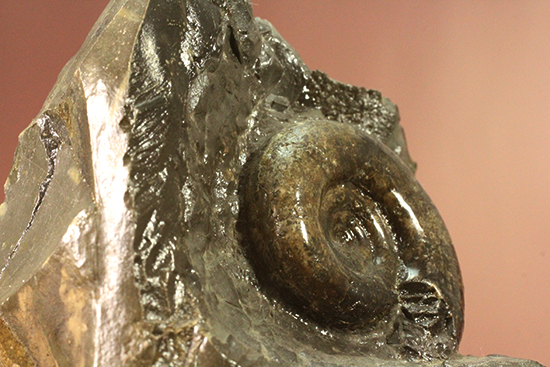 自立する北海道産アンモナイト(Ammonite)!ちょこっと置きに最適です。(その6)
