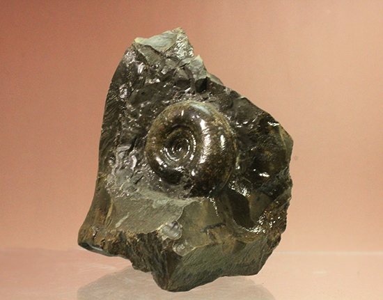 自立する北海道産アンモナイト(Ammonite)!ちょこっと置きに最適です。(その7)