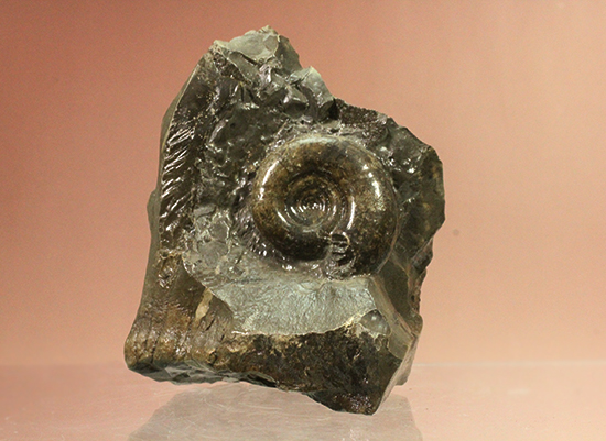自立する北海道産アンモナイト(Ammonite)!ちょこっと置きに最適です。(その8)