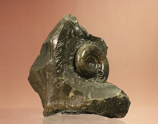 自立する北海道産アンモナイト(Ammonite)!ちょこっと置きに最適です。(その9)