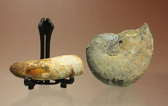 モロッコ×モロッコ！スピノサウルス歯化石とアンモナイト化石セット（その1）