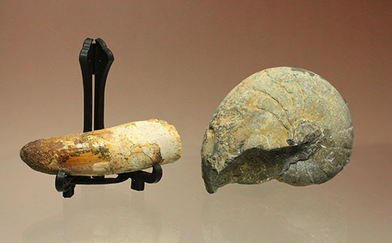 モロッコ×モロッコ！スピノサウルス歯化石とアンモナイト化石セット（その16）