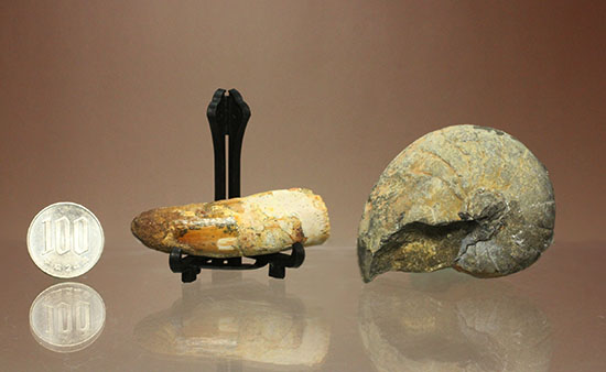 モロッコ×モロッコ！スピノサウルス歯化石とアンモナイト化石セット（その17）