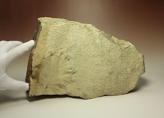 シルト質の土壌に刻まれた、はっきりクッキリ、コナラのような落葉樹の葉っぱの化石/　【ot507】