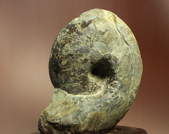 調度品として完全に仕上がっている北海道産アンモナイト(Ammonite)（その10）
