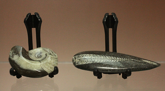 古生代デボン紀の代表選手を２つセットで！オルソセラスとアンモナイト化石セット（ケース＆スタンド付）（その1）